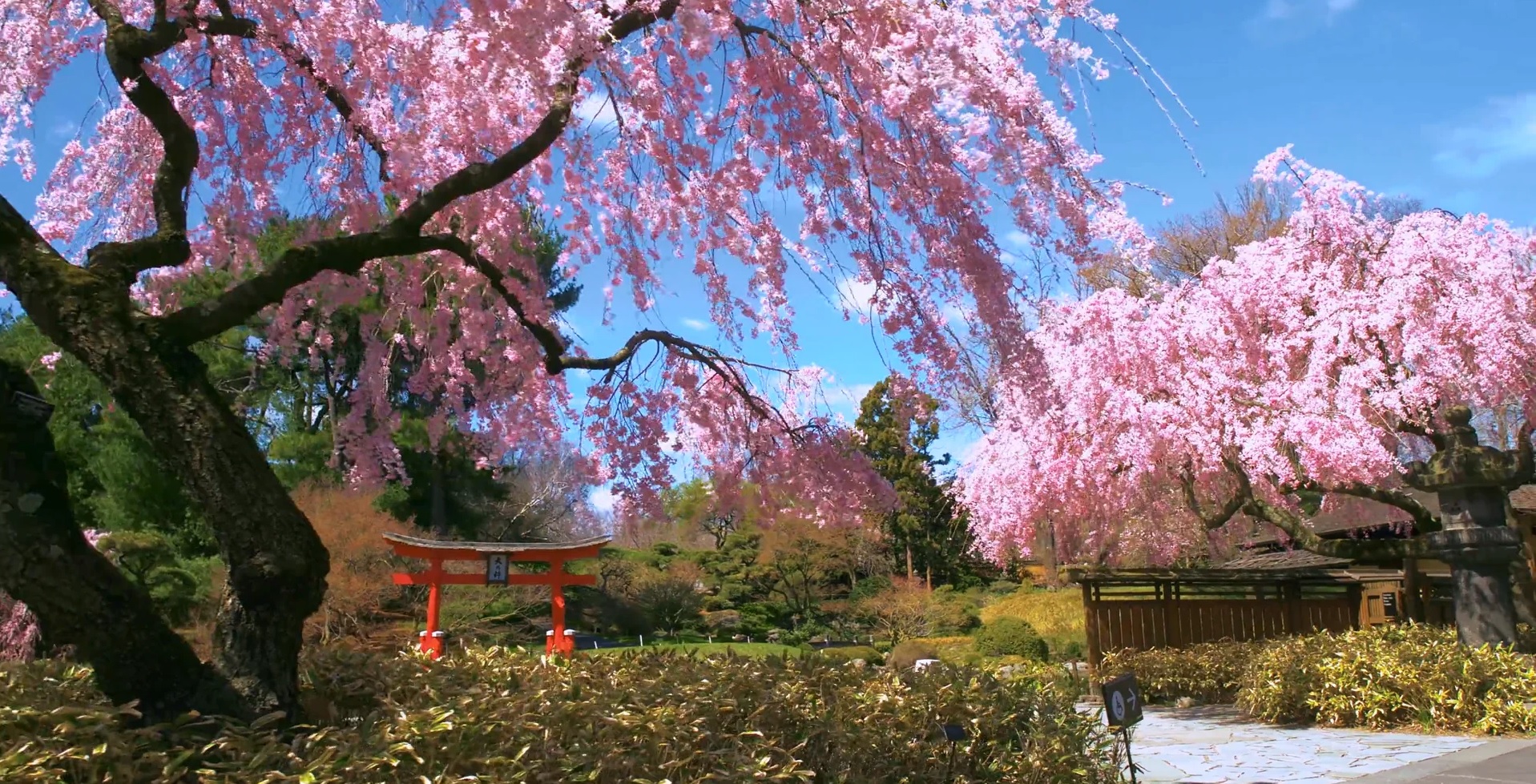 VIDEO: Brooklyn Botanic Garden, Stroll through the Japanese Garden in Bloom