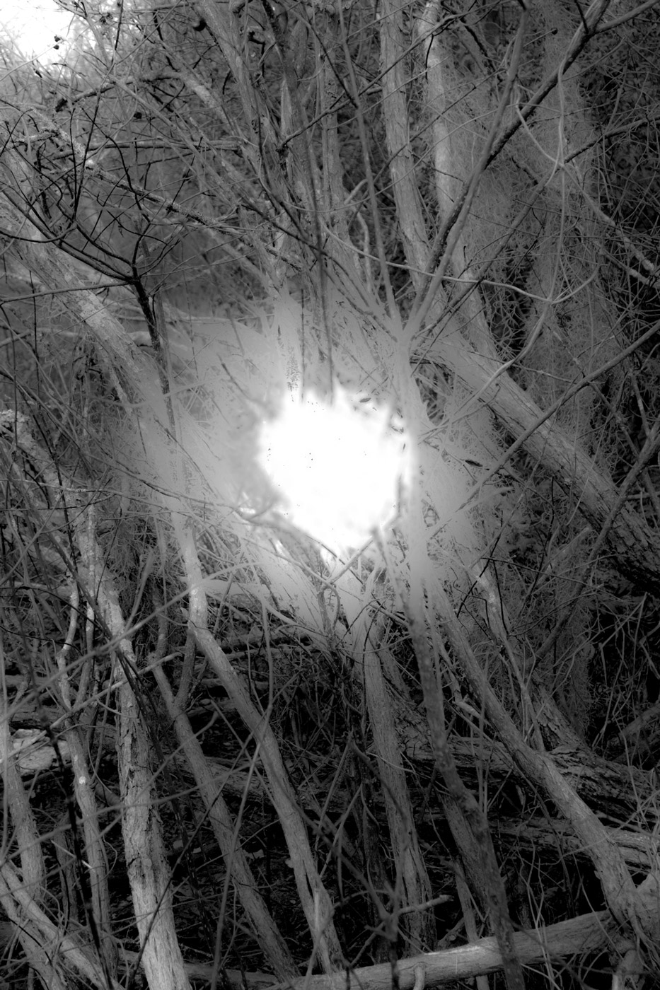 Black and white photograph of dense woods with a bright white center